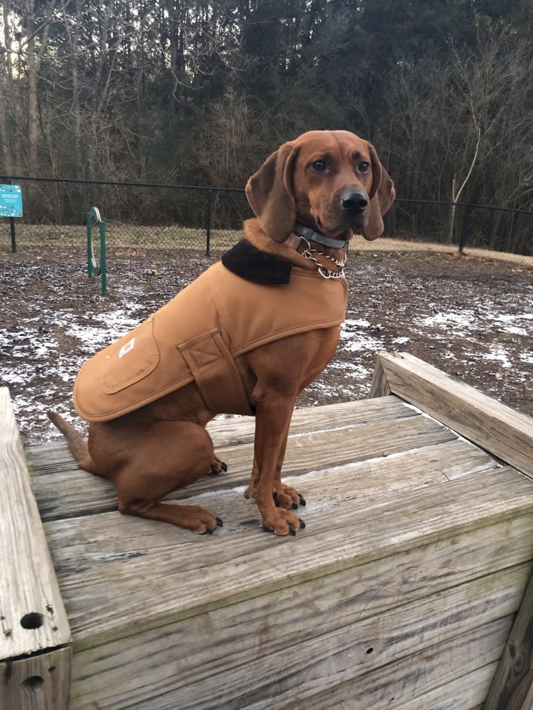 Dixie, a Redbone Coonhound tested with EmbarkVet.com