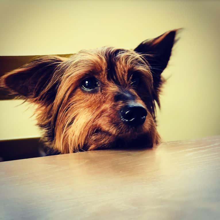 Murray, a Yorkshire Terrier tested with EmbarkVet.com