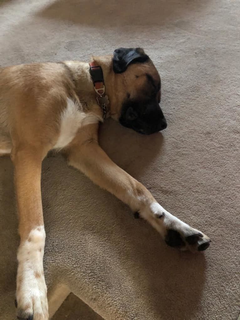 Fisher, an Anatolian Shepherd Dog tested with EmbarkVet.com