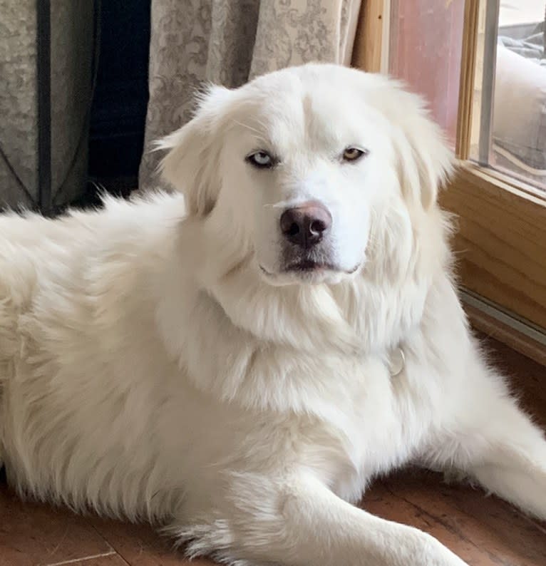 Pearl, a Great Pyrenees and Siberian Husky mix tested with EmbarkVet.com