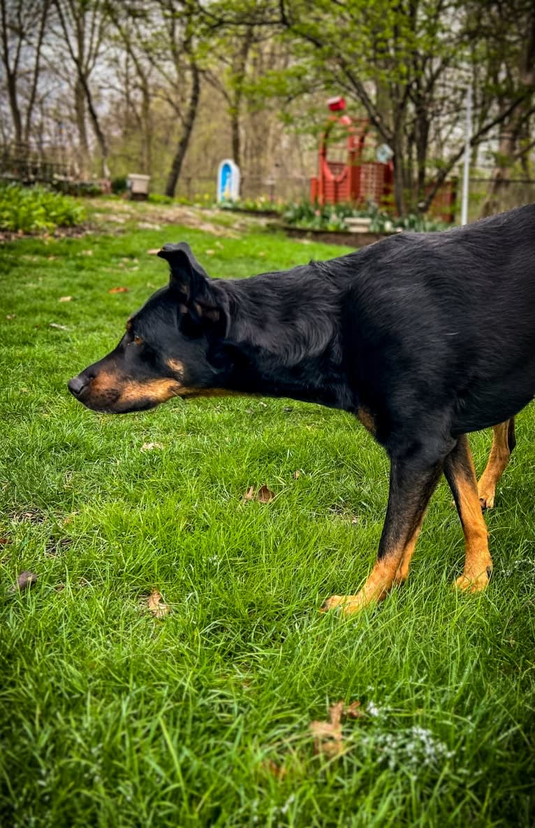 Akuma, a Beauceron tested with EmbarkVet.com