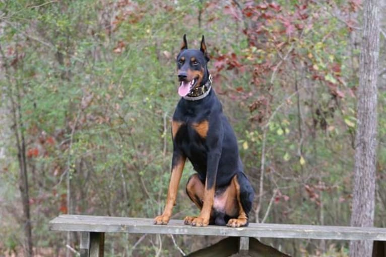 Riku, a Doberman Pinscher tested with EmbarkVet.com