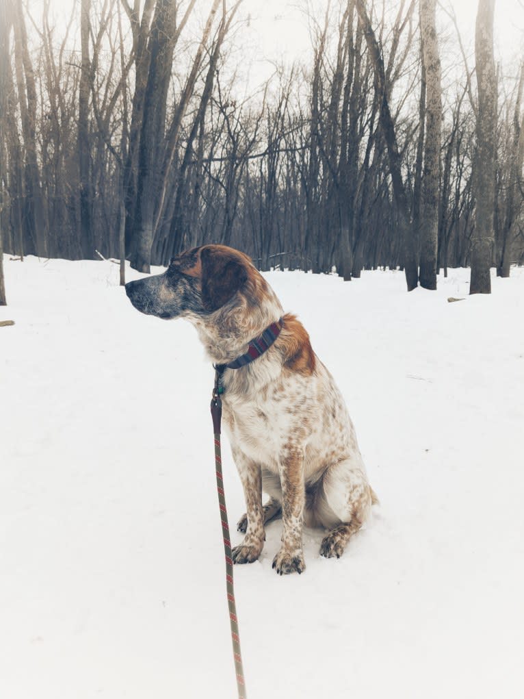 Monty, an Australian Cattle Dog and Labrador Retriever mix tested with EmbarkVet.com