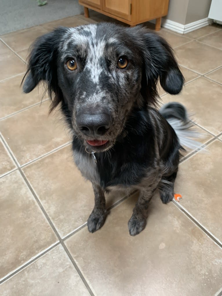 Plutonium, a Border Collie and Miniature/MAS-type Australian Shepherd mix tested with EmbarkVet.com