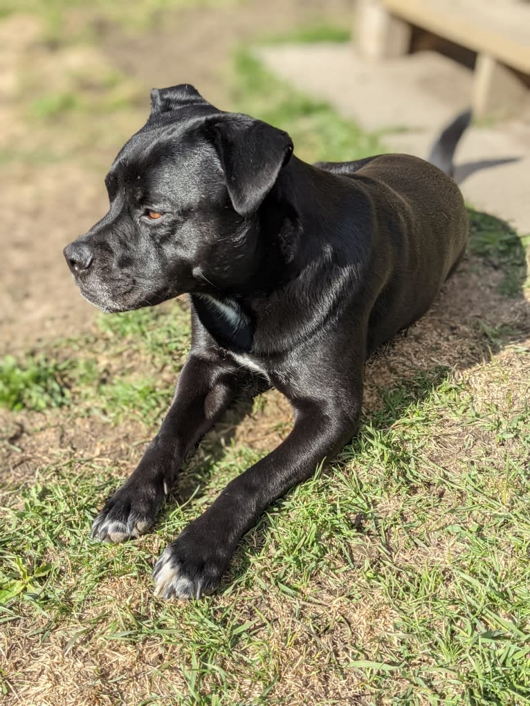 Squeak, an American Bully and American Pit Bull Terrier mix tested with EmbarkVet.com