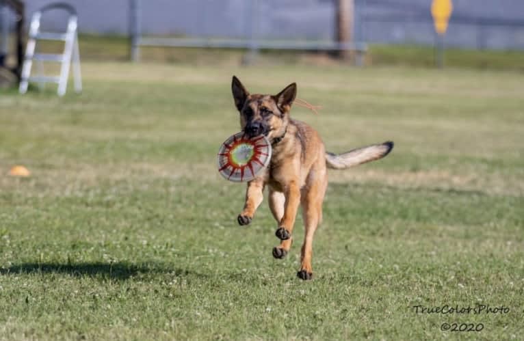 KHs His Reign Has Just Begun “Kaiser” TKE DS HDS, a German Shepherd Dog and Dutch Shepherd mix tested with EmbarkVet.com