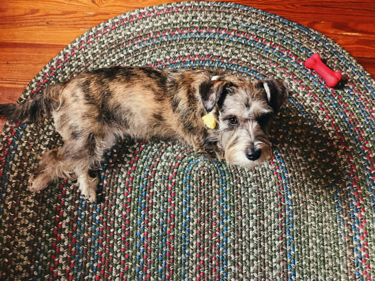 Adelaide, a Miniature Schnauzer and Boston Terrier mix tested with EmbarkVet.com