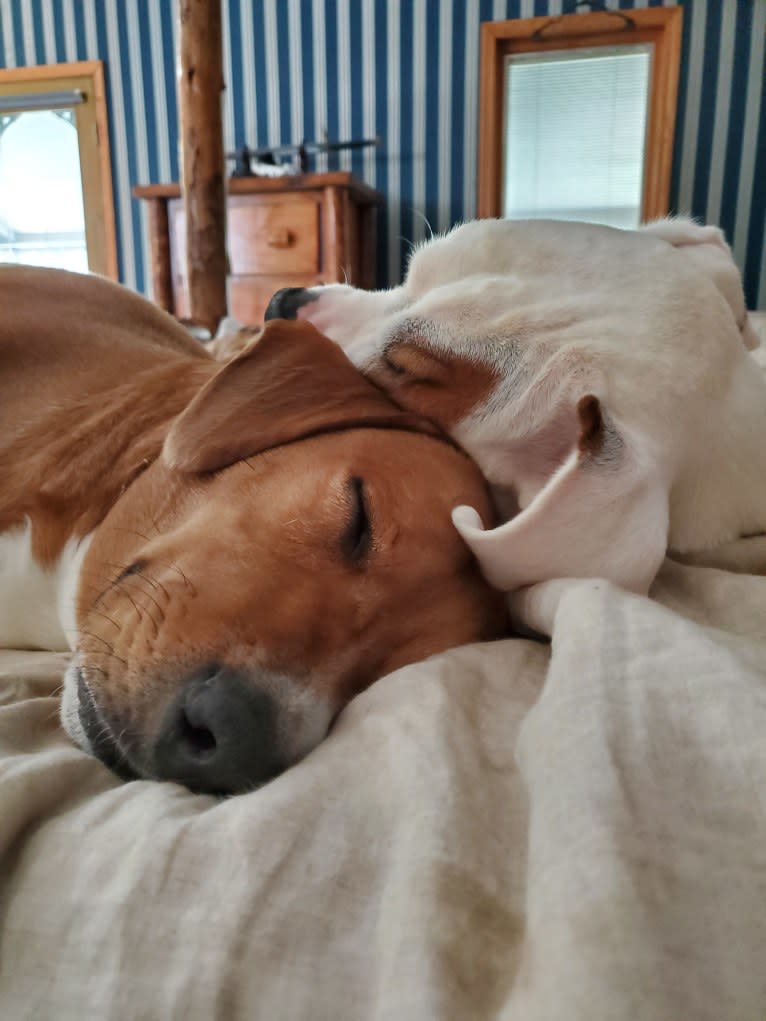 Thorsen, a Boxer and Saint Bernard mix tested with EmbarkVet.com