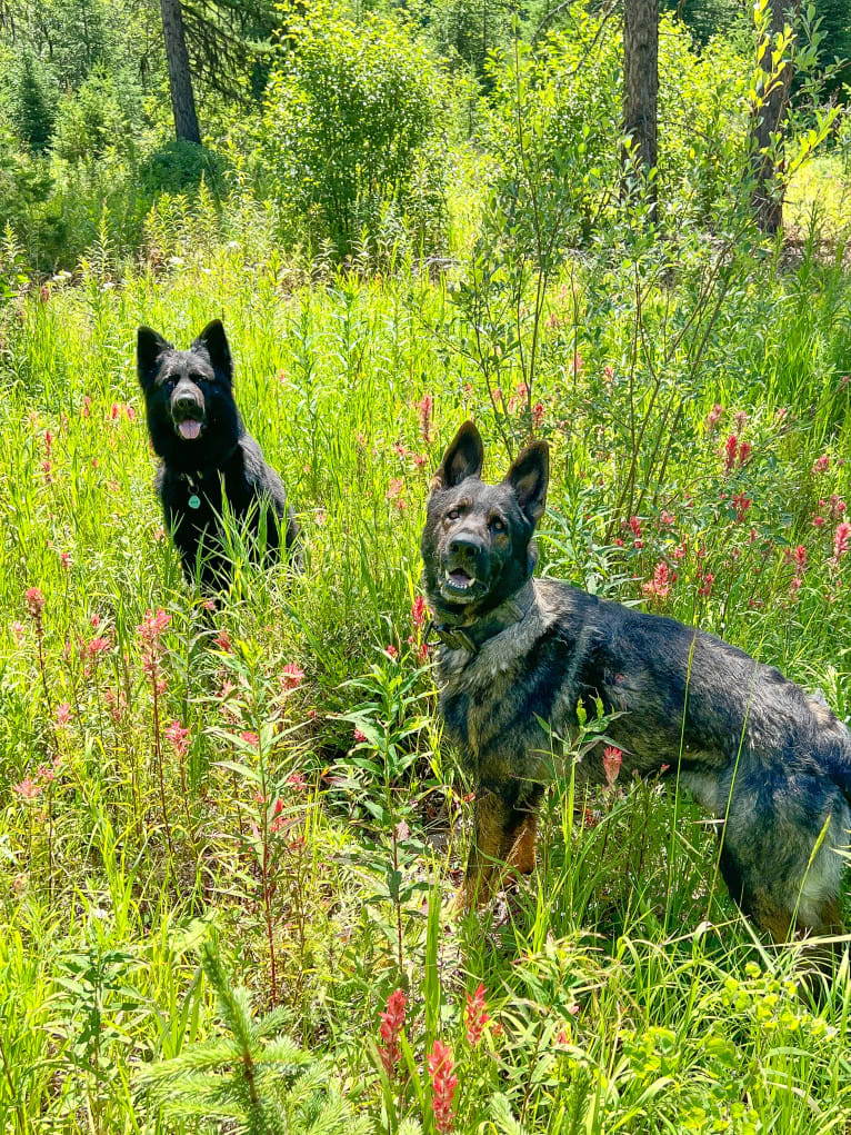 Booth vom Wahrsten, a German Shepherd Dog tested with EmbarkVet.com