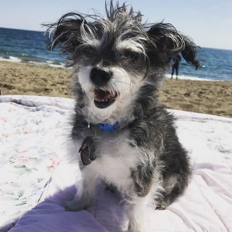 Max, a Bichon Frise and Chihuahua mix tested with EmbarkVet.com