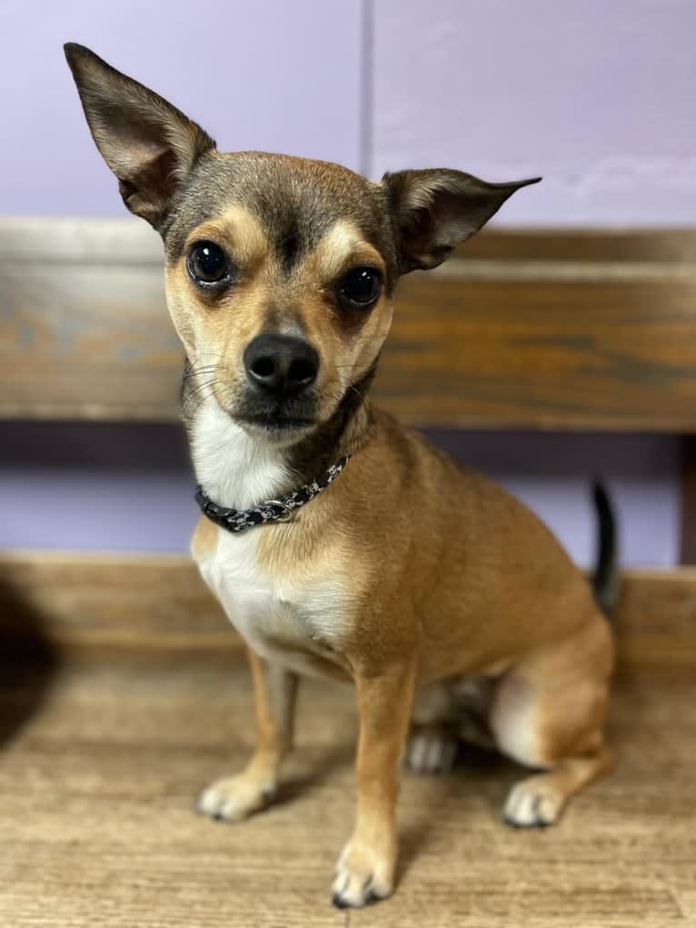 Stellar McLovin, a Chihuahua tested with EmbarkVet.com