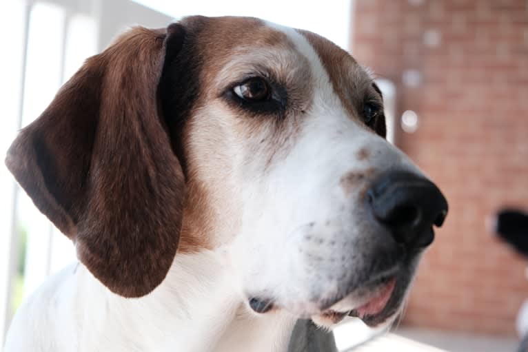 Clooney, a Treeing Walker Coonhound tested with EmbarkVet.com