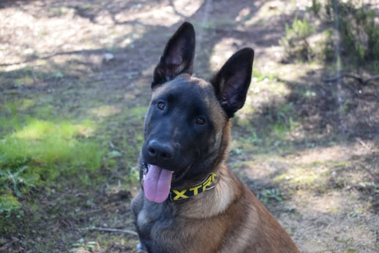 Kylar (PsychoKiller d'Hélitesport), a Belgian Shepherd tested with EmbarkVet.com