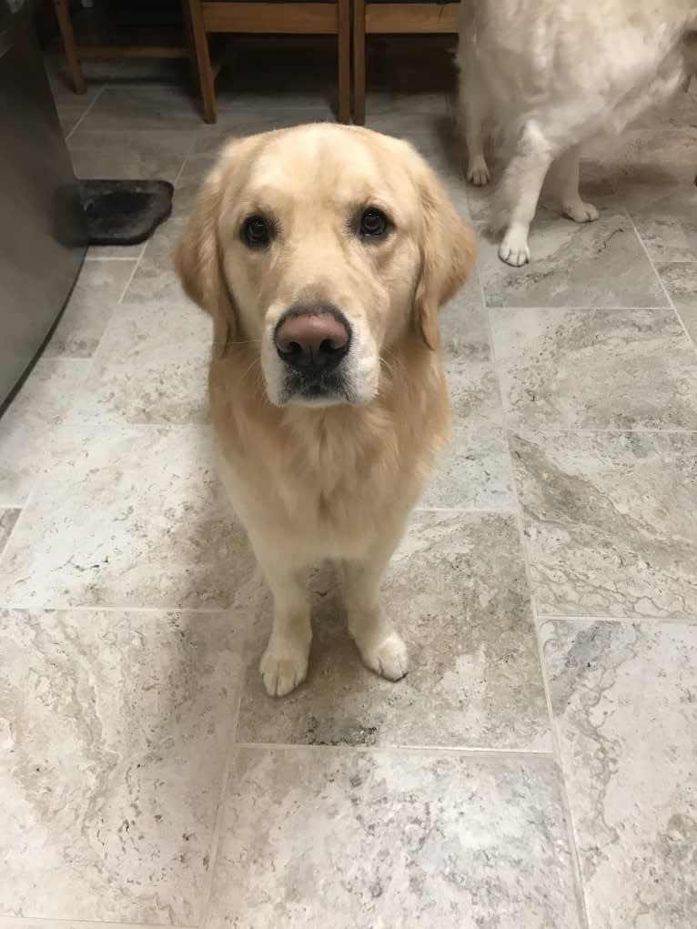 Totty, a Golden Retriever tested with EmbarkVet.com