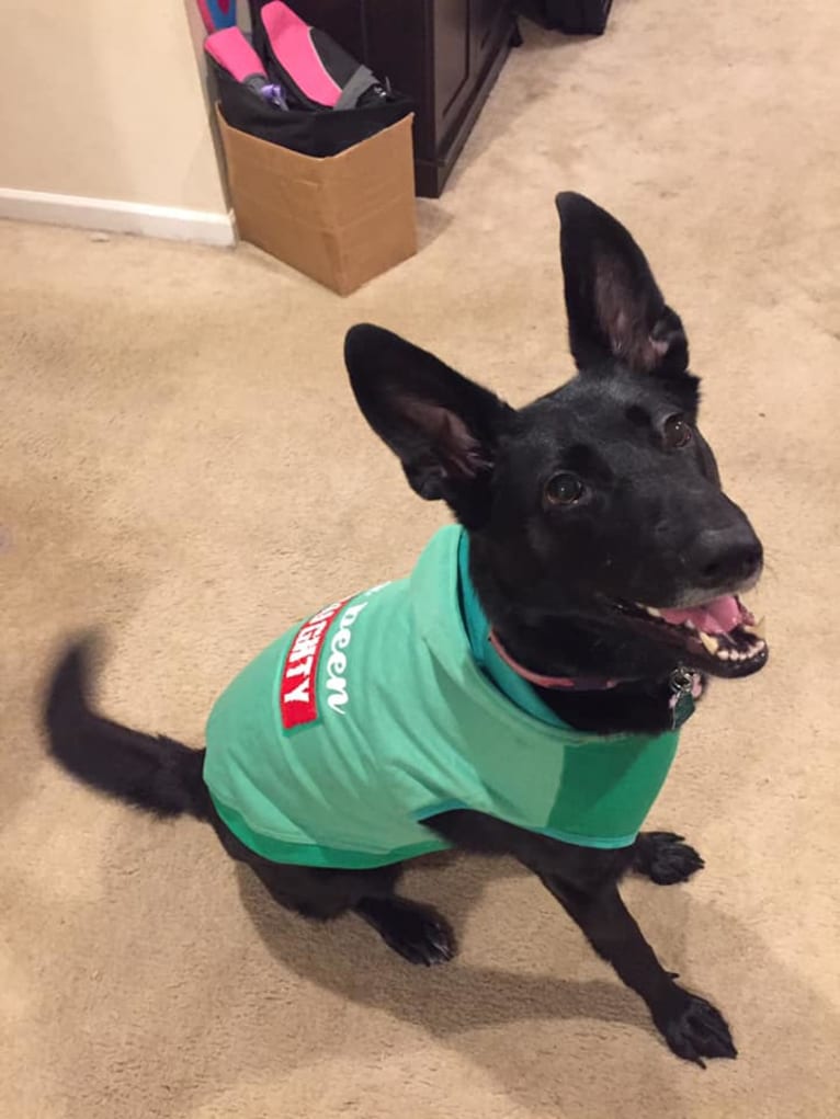 Lula, a German Shepherd Dog and Golden Retriever mix tested with EmbarkVet.com
