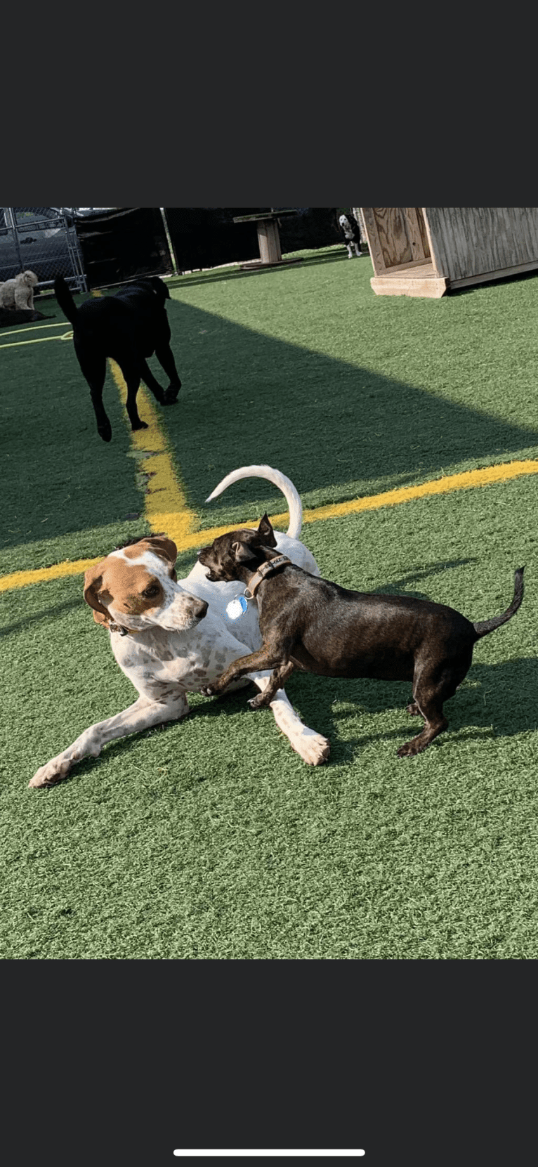 Texie, a Pointer and Llewellin Setter mix tested with EmbarkVet.com