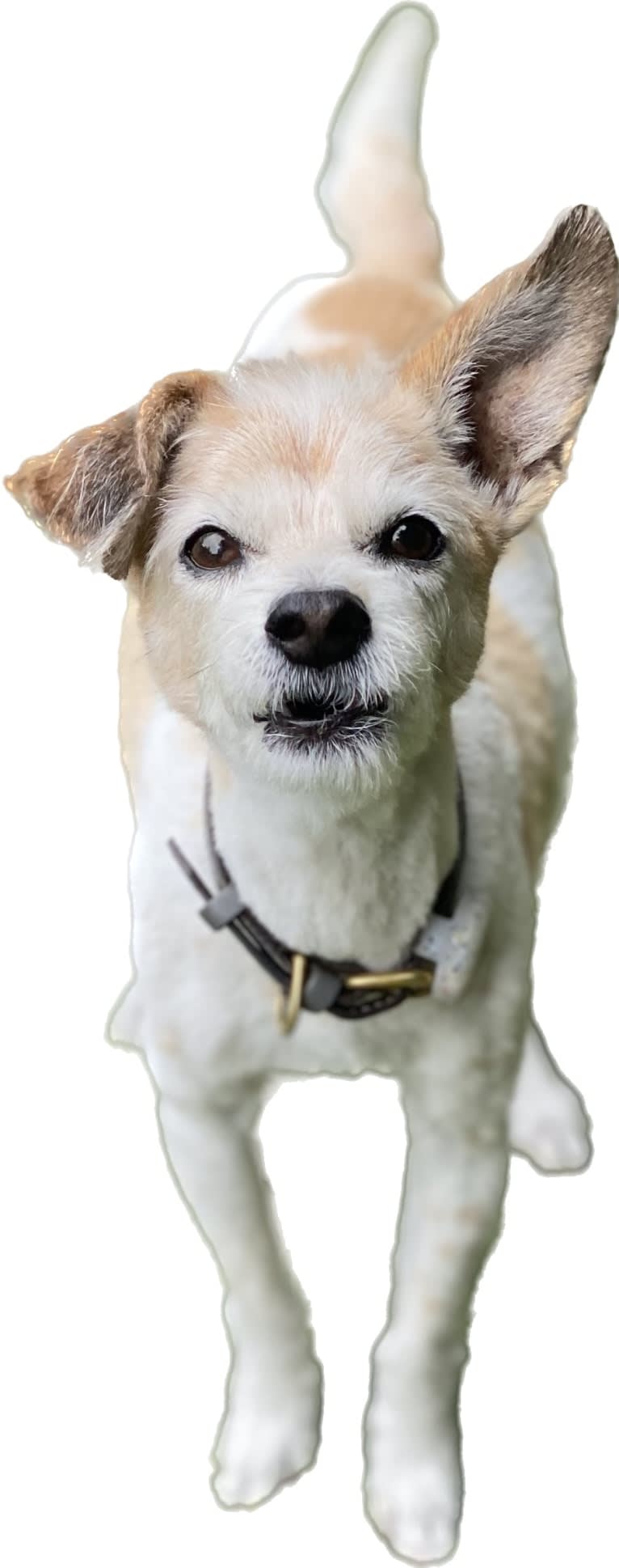 Eros Kai, a Poodle (Small) and Chihuahua mix tested with EmbarkVet.com