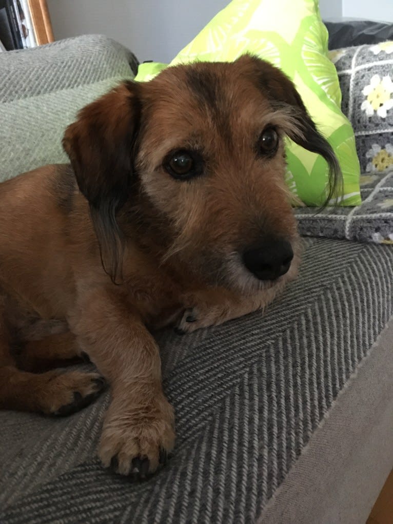 Niku, an Eastern European Village Dog and Dachshund mix tested with EmbarkVet.com