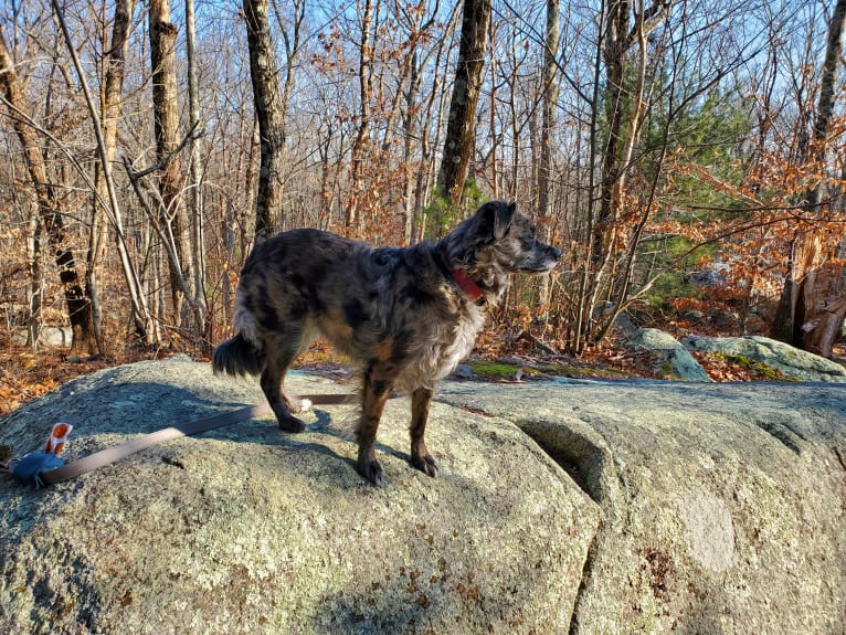 Mallatobuck, a Chihuahua and Shih Tzu mix tested with EmbarkVet.com