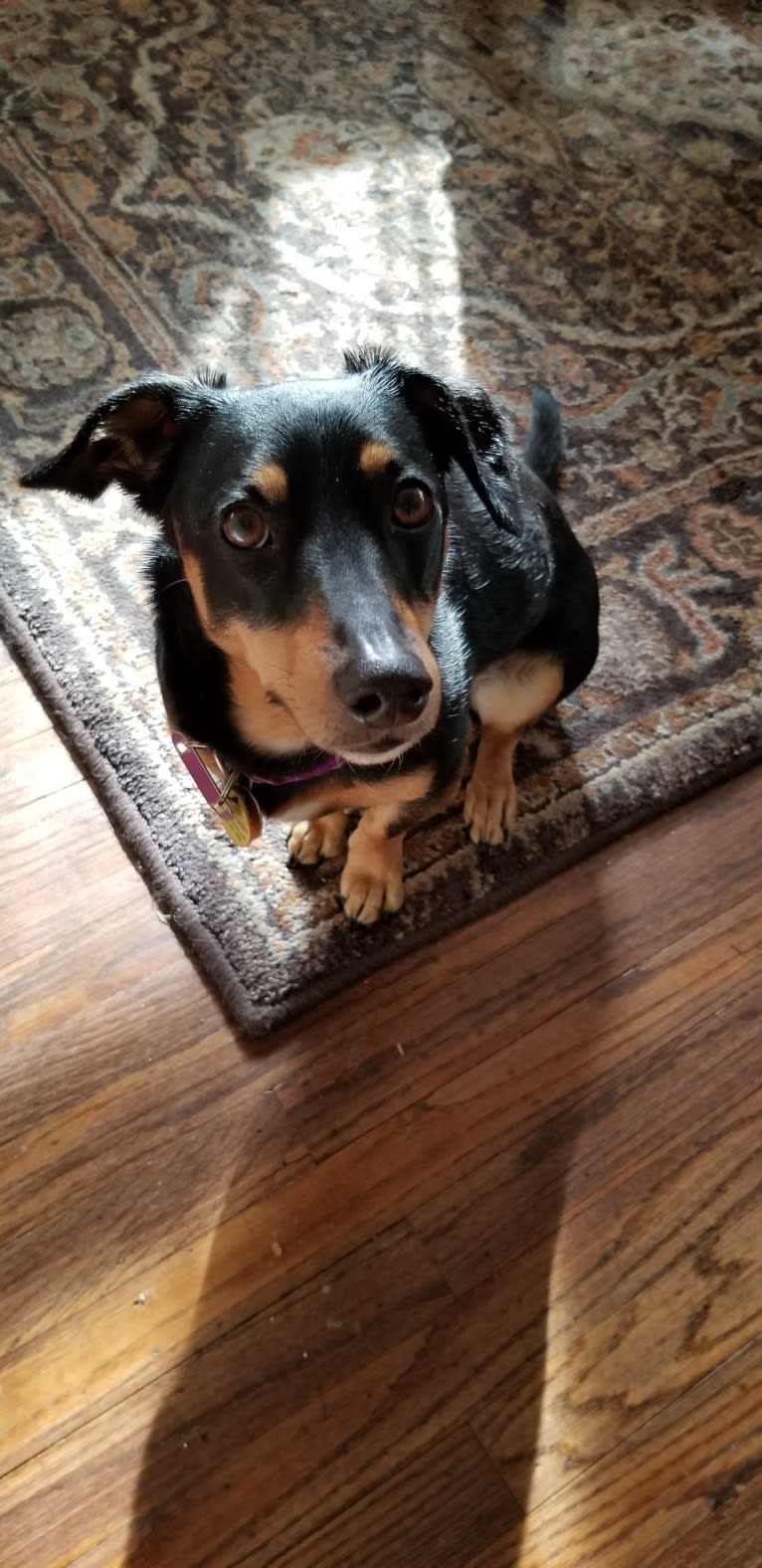 Bean, a Dachshund and Poodle (Small) mix tested with EmbarkVet.com