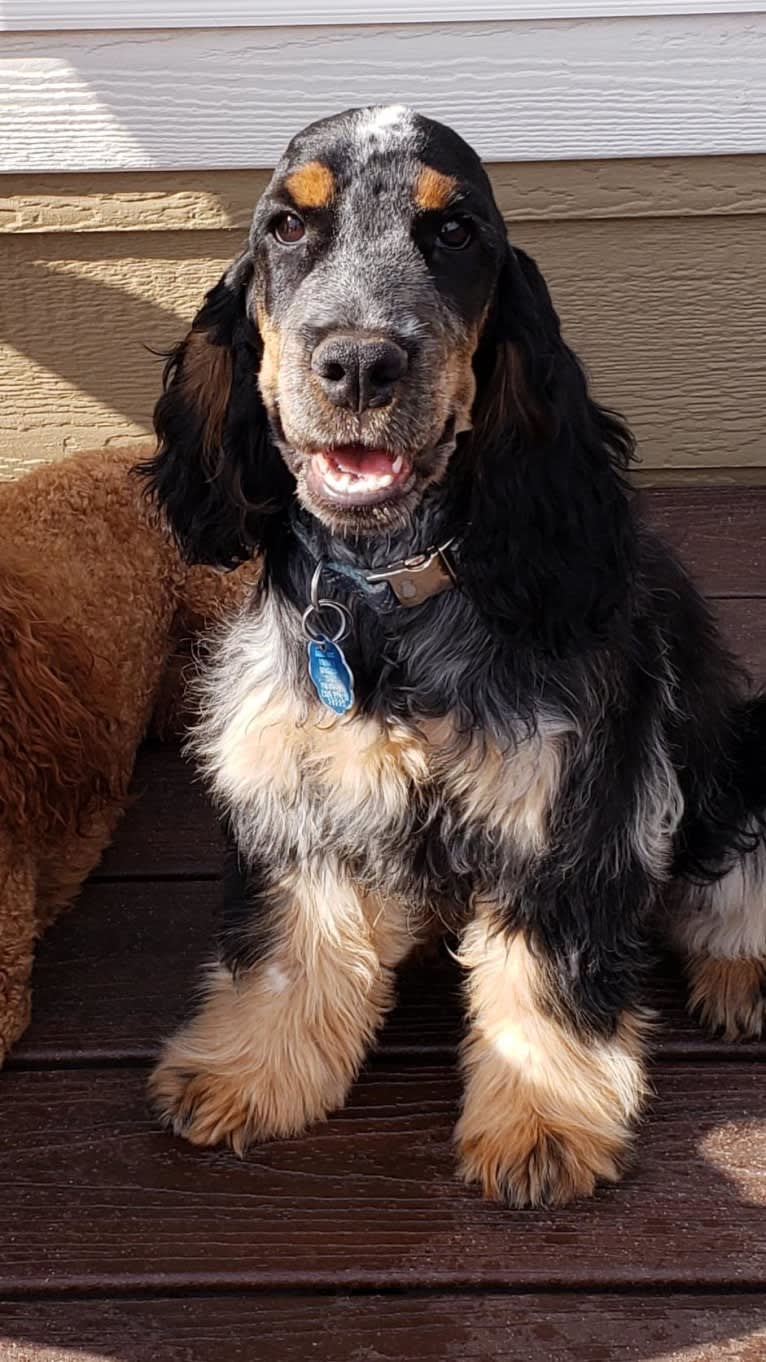 JENGA, an English Cocker Spaniel tested with EmbarkVet.com