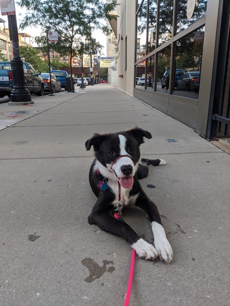 Oreo, an American Pit Bull Terrier and Mountain Cur mix tested with EmbarkVet.com