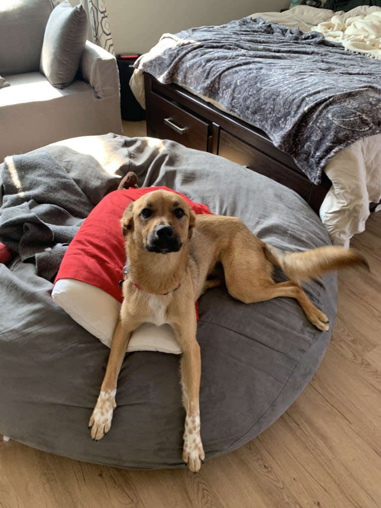 Daisy Mae, a Great Pyrenees and Australian Cattle Dog mix tested with EmbarkVet.com