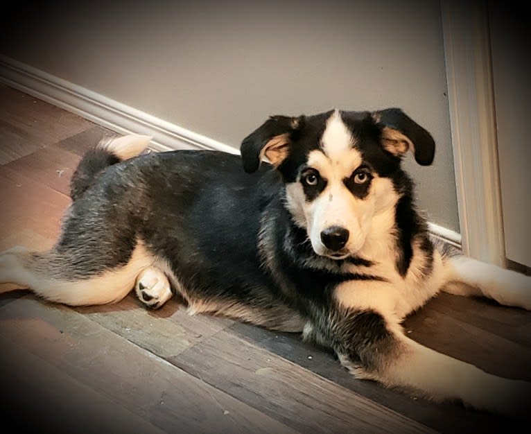 Orah-Skylah Gray, a Siberian Husky and Cocker Spaniel mix tested with EmbarkVet.com