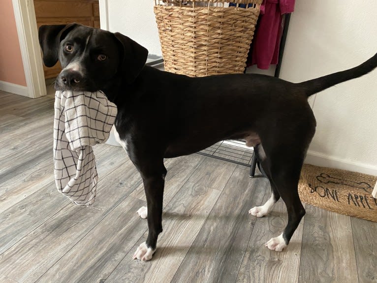 Dougal, a Treeing Walker Coonhound and American Pit Bull Terrier mix tested with EmbarkVet.com