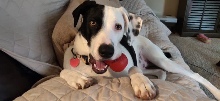 Chance, a German Shorthaired Pointer and Border Collie mix tested with EmbarkVet.com