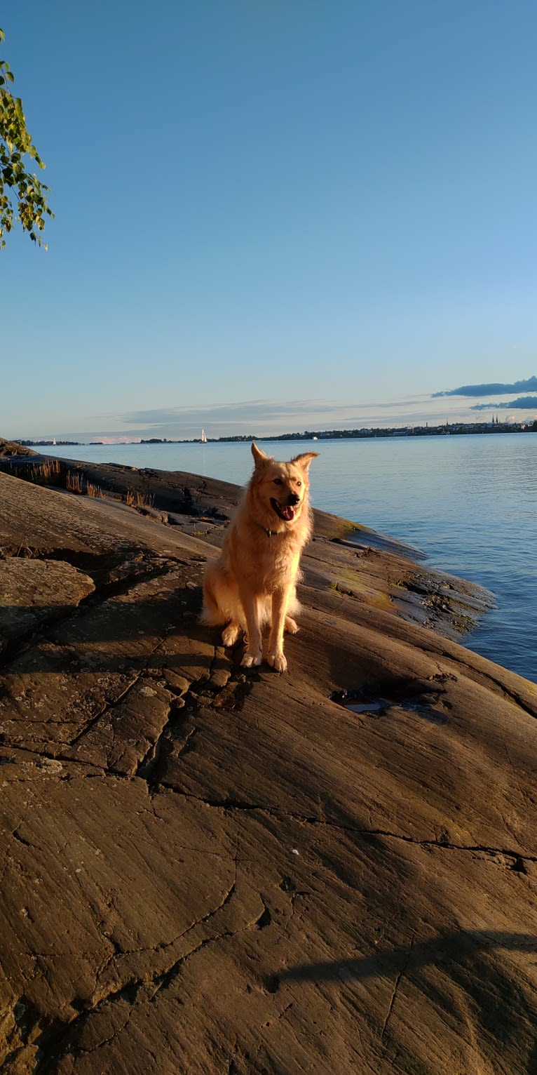 Tembi, an Eastern European Village Dog tested with EmbarkVet.com