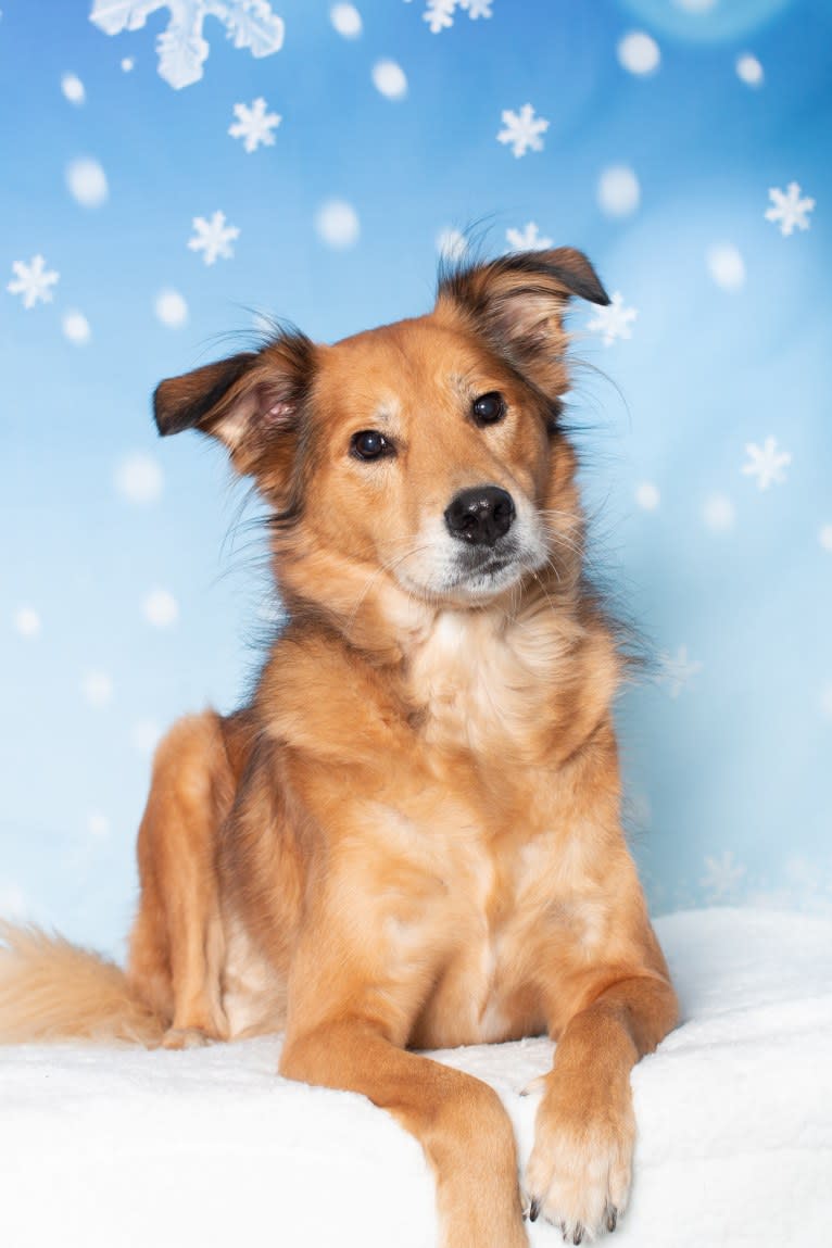 Einstein, a Great Pyrenees and American Pit Bull Terrier mix tested with EmbarkVet.com