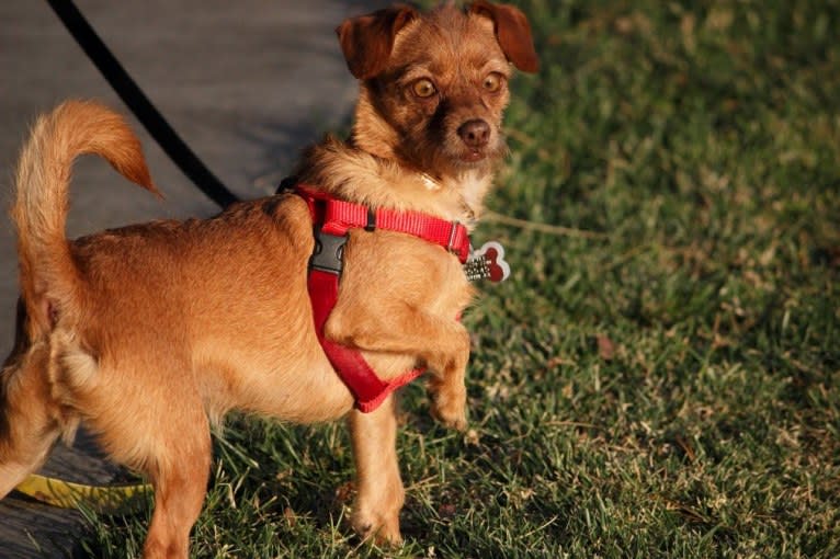 Mochi, a Miniature Pinscher and Poodle (Small) mix tested with EmbarkVet.com