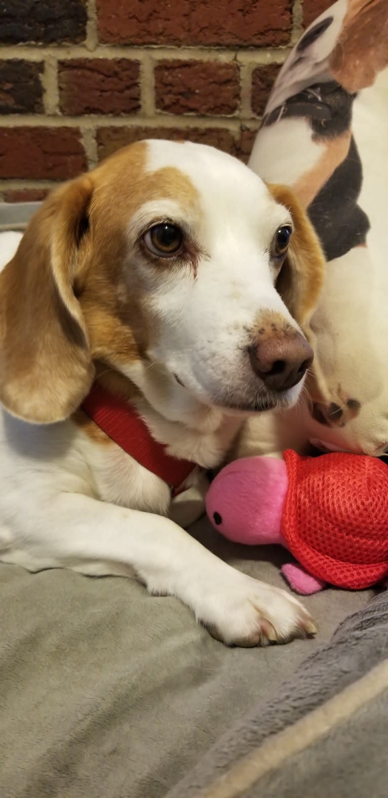 Tucker, a Beagle tested with EmbarkVet.com