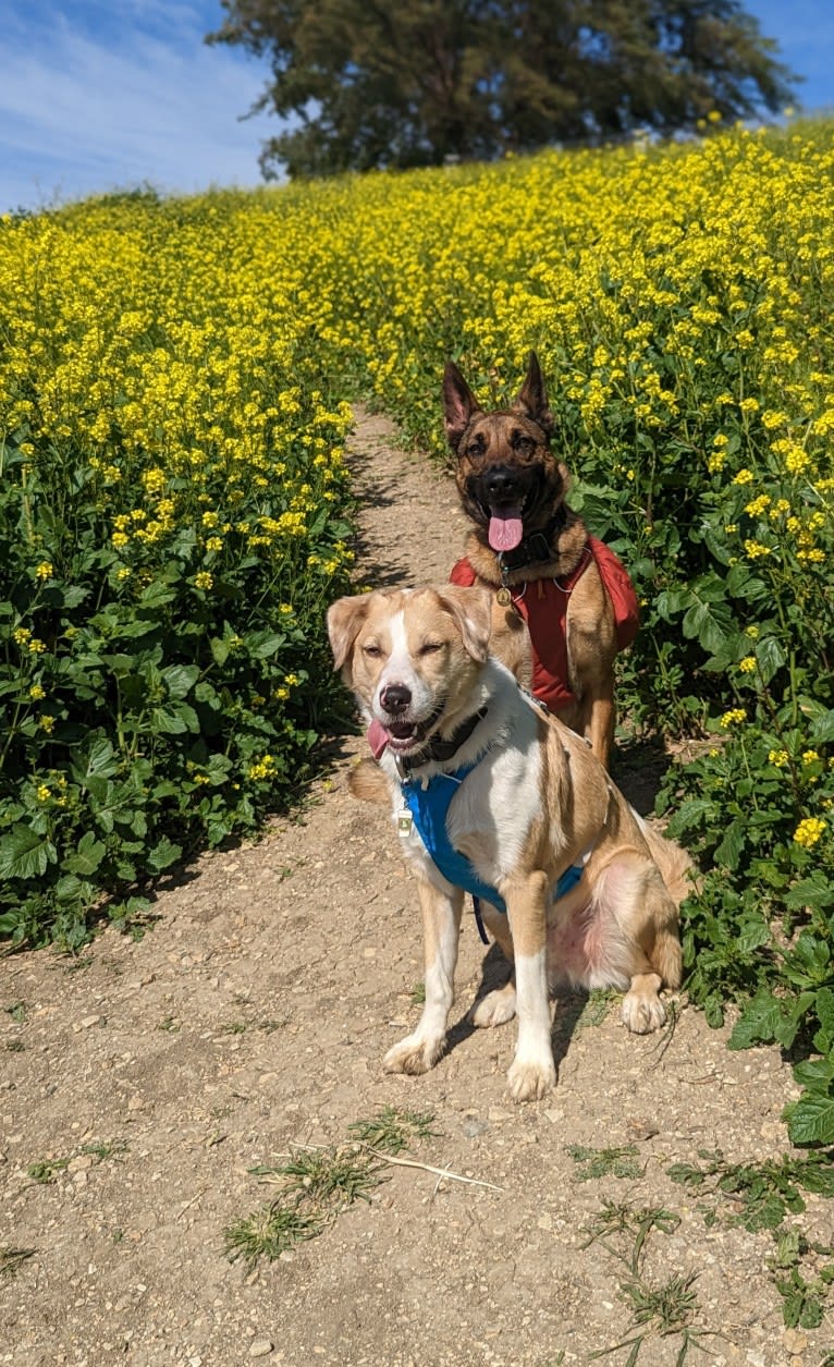 Archie, an Australian Shepherd and Jindo mix tested with EmbarkVet.com