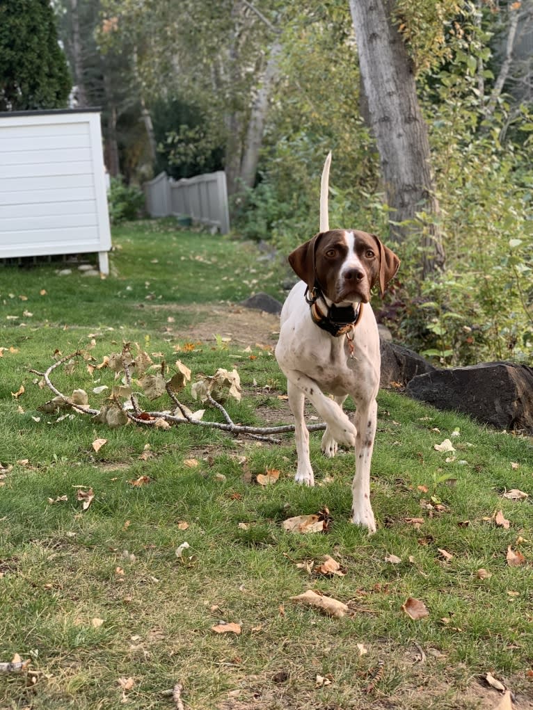 Ollie, a Pointer tested with EmbarkVet.com