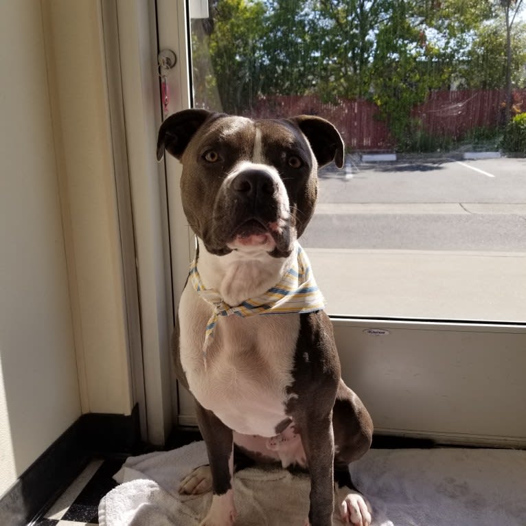 MaSiWei, an American Bully tested with EmbarkVet.com