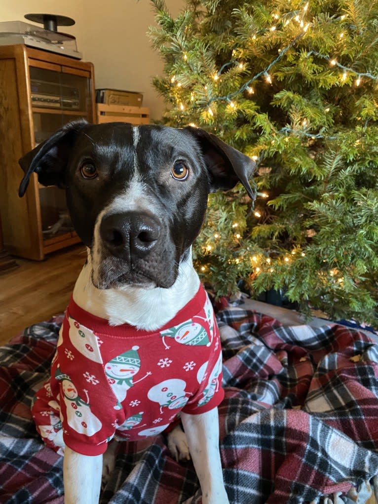 Odis, an American Pit Bull Terrier and Labrador Retriever mix tested with EmbarkVet.com