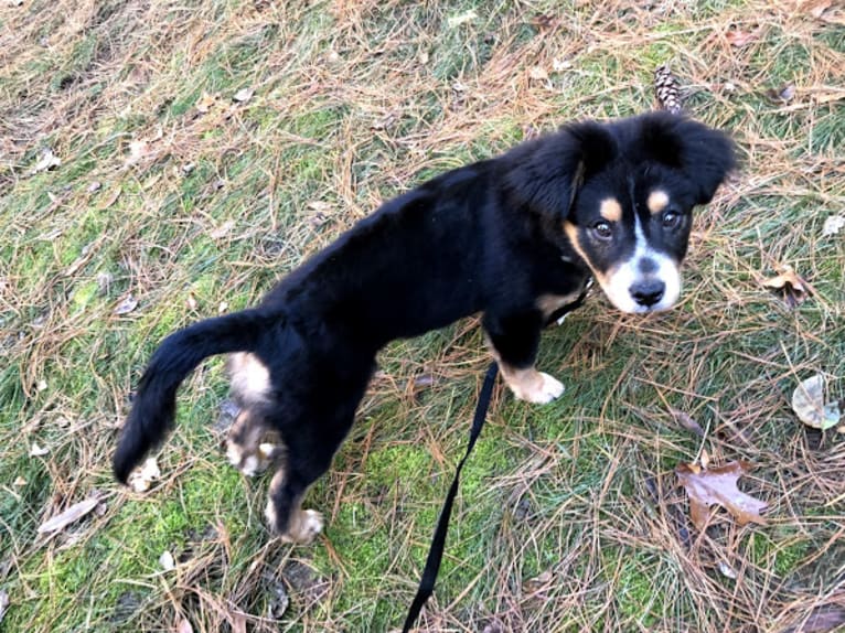 Felicia, a Chow Chow and Doberman Pinscher mix tested with EmbarkVet.com