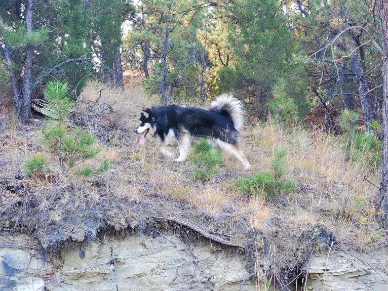 Kalu, an Alaskan Malamute tested with EmbarkVet.com