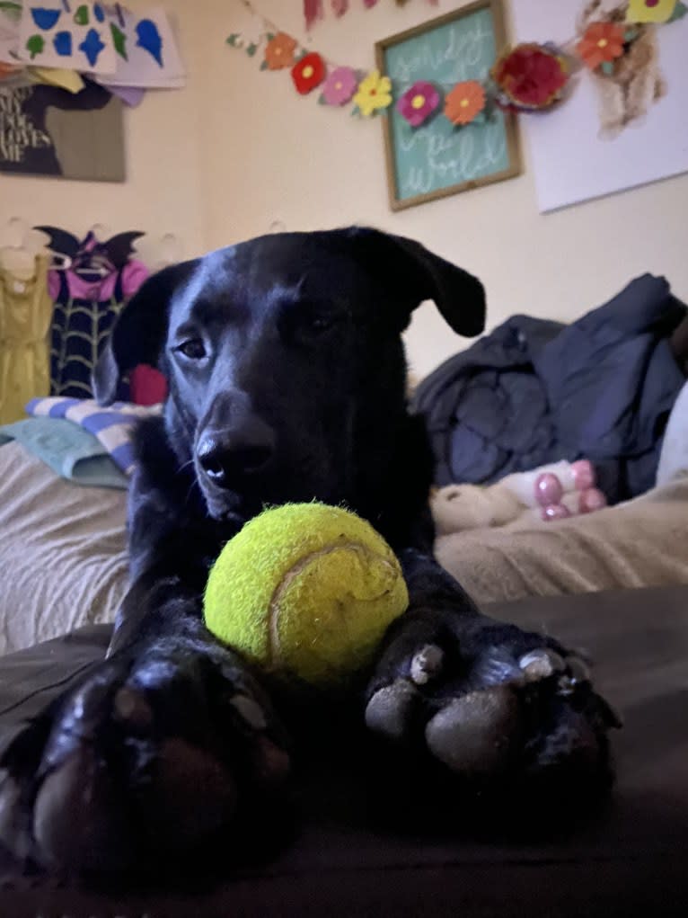 Charlie, an Australian Cattle Dog and Labrador Retriever mix tested with EmbarkVet.com