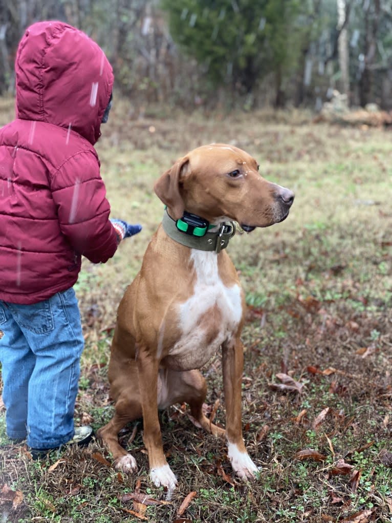 Tula, a Pointer and Llewellin Setter mix tested with EmbarkVet.com