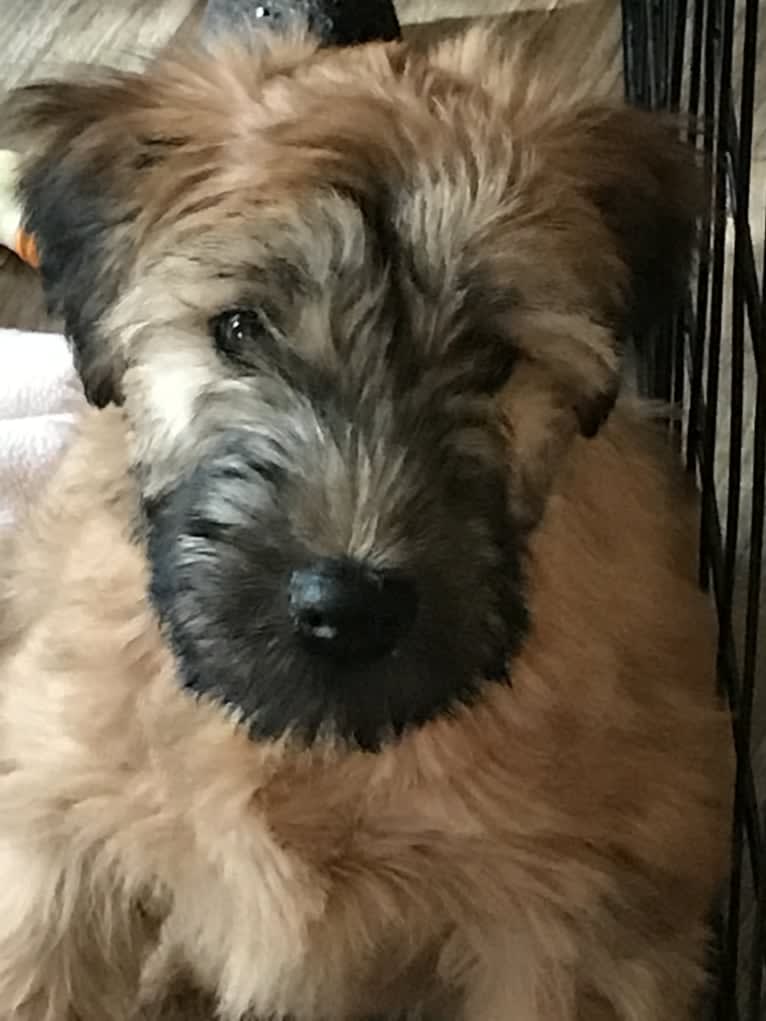 Brody, a Soft Coated Wheaten Terrier tested with EmbarkVet.com