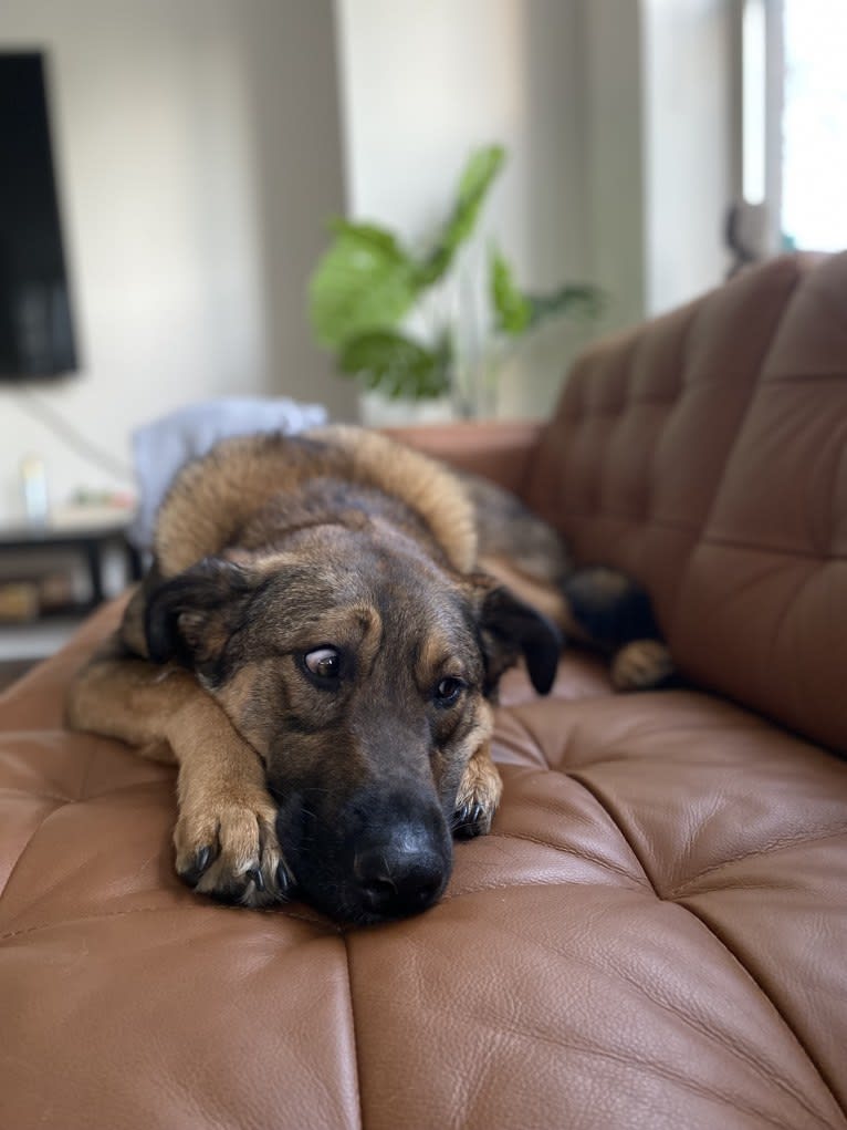 Arni, an Eastern European Village Dog and German Shepherd Dog mix tested with EmbarkVet.com