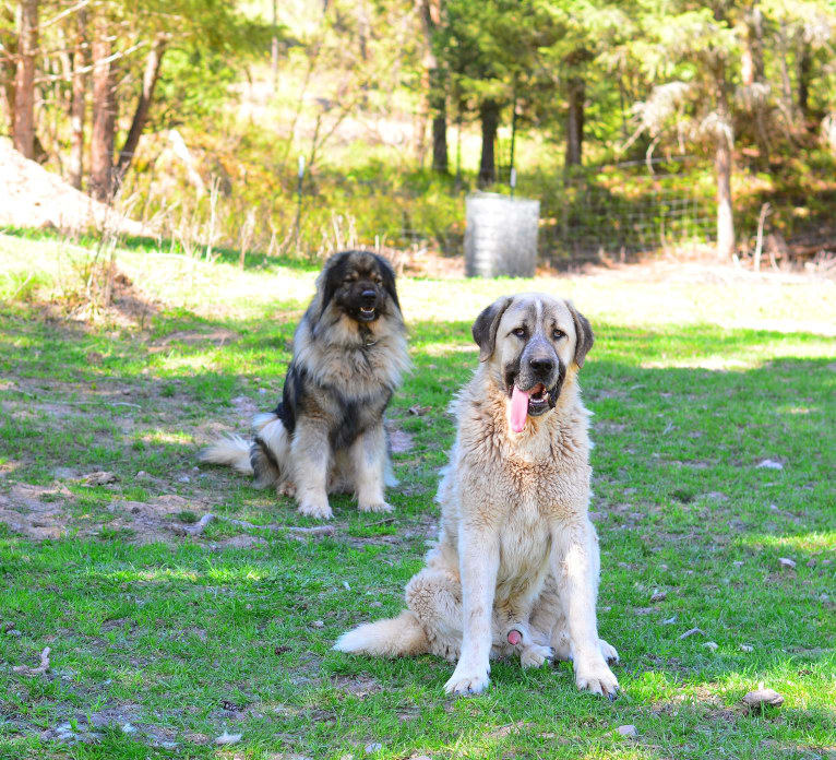 Northwest Guardians AXL Pendergast, a Pyrenean Mastiff tested with EmbarkVet.com