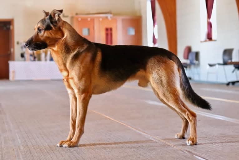 Grizzly, a German Shepherd Dog and Rottweiler mix tested with EmbarkVet.com