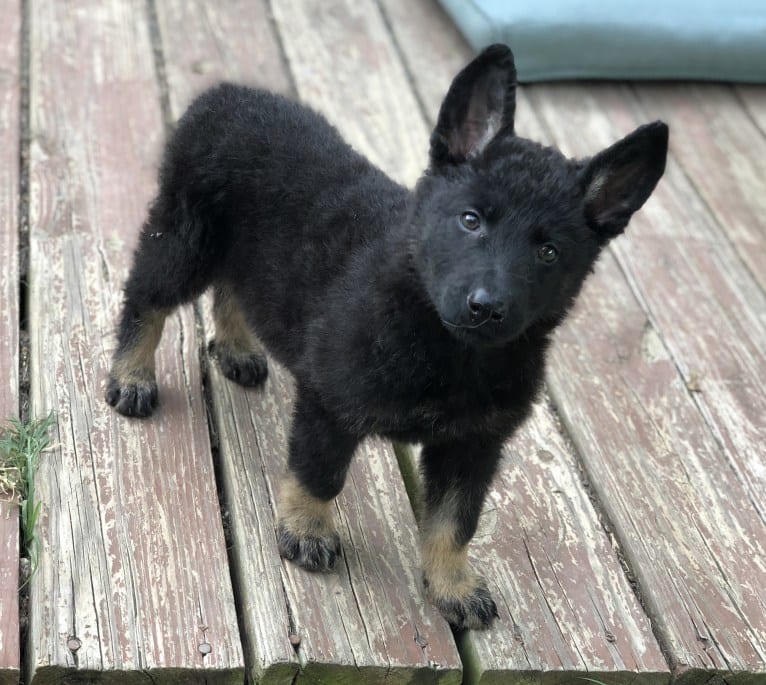 Kojak, a German Shepherd Dog tested with EmbarkVet.com