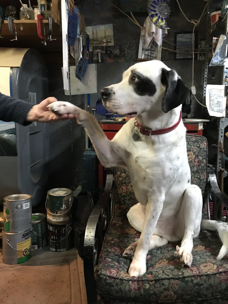 Charlie Boy, a Saint Bernard and American Pit Bull Terrier mix tested with EmbarkVet.com