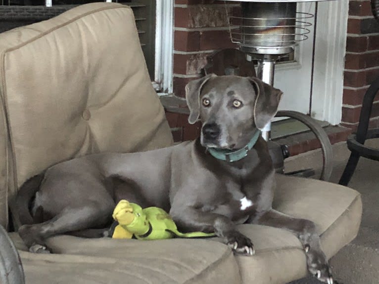 Lynn, a Blue Lacy tested with EmbarkVet.com