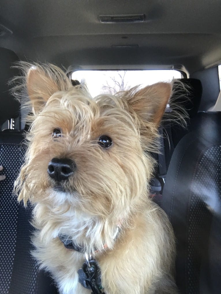 Scrappy, a Silky Terrier and Pomeranian mix tested with EmbarkVet.com